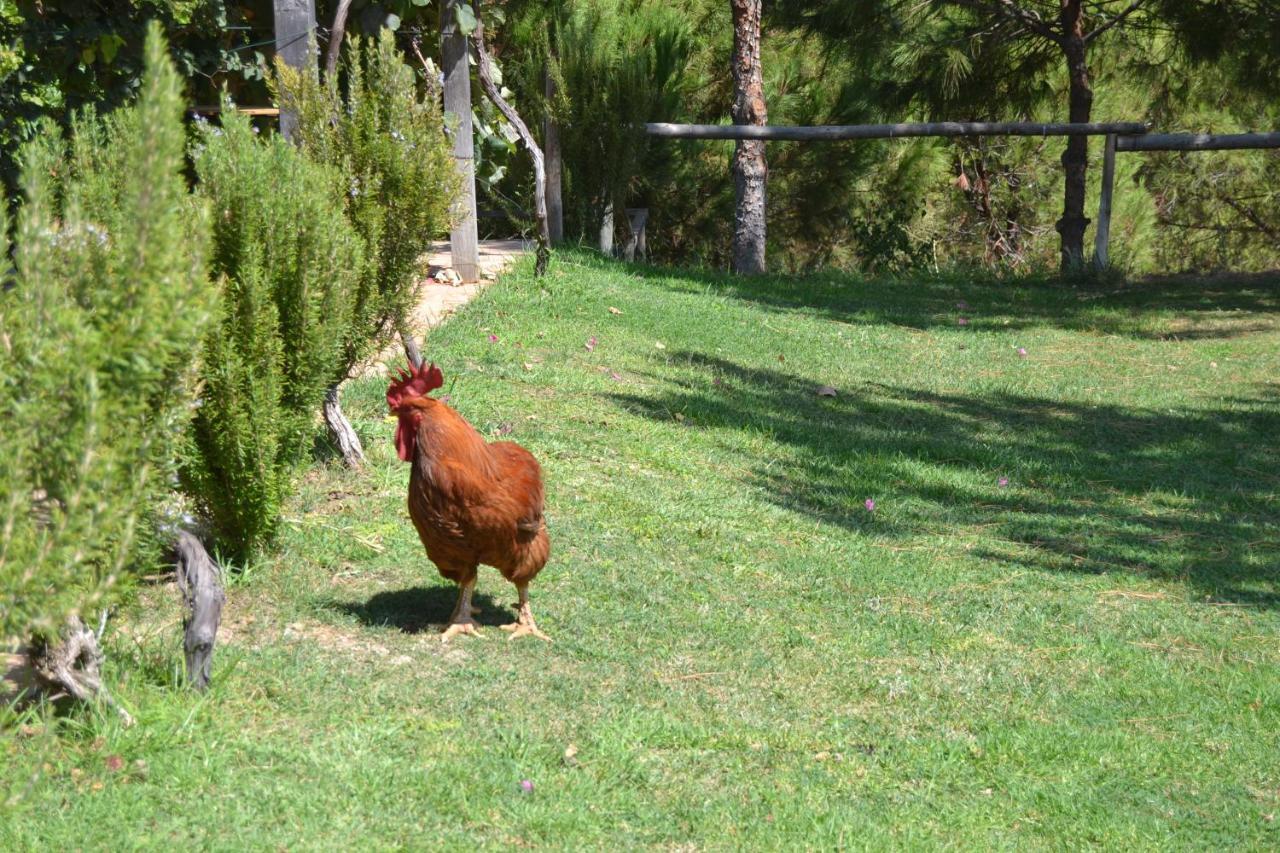 Casa De Campo Vale Do Asno Altura Eksteriør bilde
